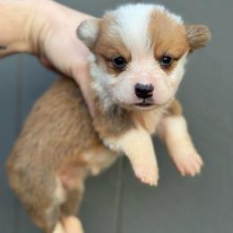 Pumpkin - Fawn and white female American Corgi puppy in East Oakdale, California from Rhettro Kennels