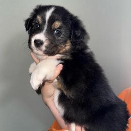 Unicorn - Black tri-color female Australian Shepherd puppy in Weeki Wachee, Florida from Ace of Spades Australian Shepherds