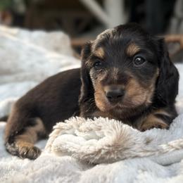 Rory - Black and cream female Dachshund puppy in Duncanville, Alabama from Bear Creek