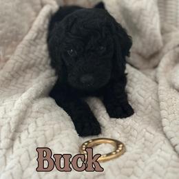 Buck - Black male Poodle puppy in Dayton, Texas from Wolfe Island Poodles