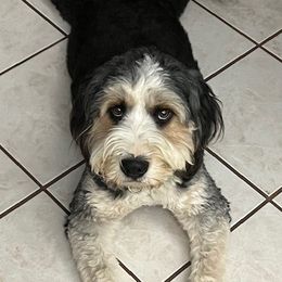 Kane - Bernedoodle