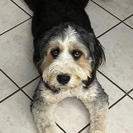 Kane - Bernedoodle