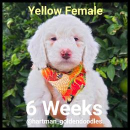 Yellow - Parti female Goldendoodle puppy in Upland, California from Hartman Goldendoodles