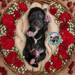 Shadow - Black male Miniature Schnauzer puppy in Magalia, California from NorCal Schnauzers