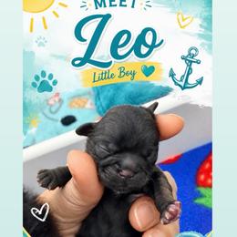 Leo - Chocolate male Shih Tzu puppy in Waddell, Arizona from Arizona Sunrise Shih Tzus