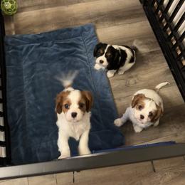 Cavalier King Charles Spaniel Puppies from Cavy Love