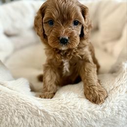 Cavapoo puppies from Padgetts Hill Puppies