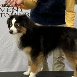 Oakley - Toy Australian Shepherd