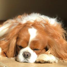 Cavalier King Charles Spaniels from Lowilani Cavaliers and English Toys (Charlies)