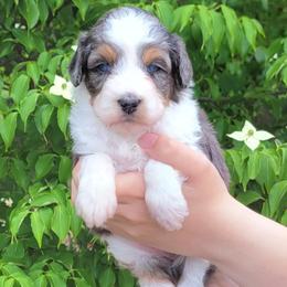 Corvette - Blue merle female Aussiedoodle puppy in Boonville, North Carolina from Branch Creek kennels
