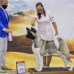 Akita from Gold Country Akitas