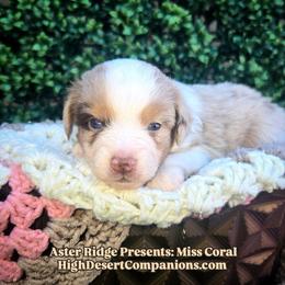 Miss Coral - Red merle female Toy Australian Shepherd puppy in Dolan Springs, Arizona from High Desert Companions