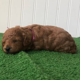 Cherry - Red  female Poodle puppy in Springtown, Texas from North Texas Puppies