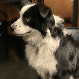 River - Miniature Australian Shepherd