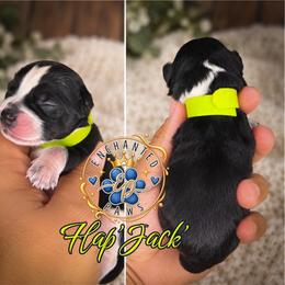 Flap'Jack' - Parti male Miniature Schnauzer puppy in Dorr, Michigan from Enchanted Paws