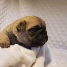 Mr. Black - Fawn male Pug puppy in Gore, Oklahoma from Pugs on Pecan