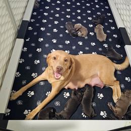Boy 6 - Charcoal male Dilute Retriever puppy in Swanton, Ohio from SilverWater Labs