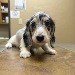 Randy Travis - Dapple male Dachshund puppy in Irving, Texas from DFW Dachshunds by G & S