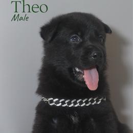 Theo-Adore - Black male German Shepherd puppy in De Land, Florida from 3B’s Animal Artistry