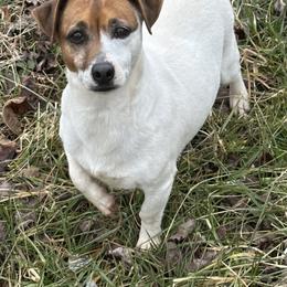 Dallie - Jack Russell Terrier