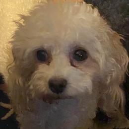 Rosie - Poodle