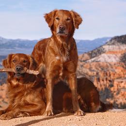Golden Retrievers from Pitchpine Retrievers