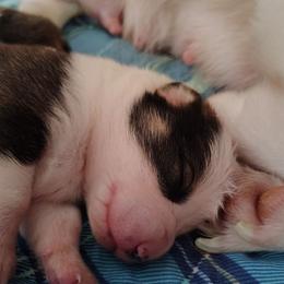Tri Boy 1 - White and black male Pembroke Welsh Corgi puppy in Mountain View, Hawaii from Celtic Corgis
