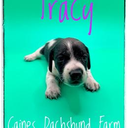 Tracy - Piebald female Dachshund puppy in Cincinnati, Ohio from Caines Dachshund Farm