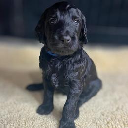 Brew - Black male Goldendoodle puppy in Summerville, South Carolina from Pawmazing Doodles