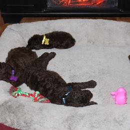 Poodle Puppies from RK'S Pets