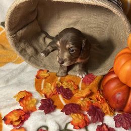 Dachshund Puppies from Ozark Dachshunds
