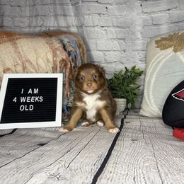 CARDINAL - Red tri male Miniature Australian Shepherd puppy in Peoria, Arizona from B My Sunshines Mini Aussies