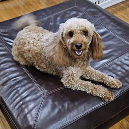 Oakleigh - Goldendoodle