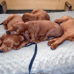 Irish Setter Puppies from Greenbank Hollow Farm