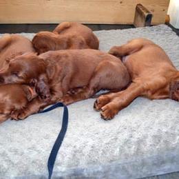 Irish Setter Puppies from Greenbank Hollow Farm