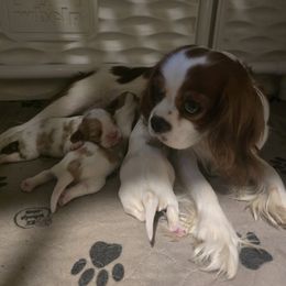 Cavalier King Charles Spaniel puppies from Enchanted Rose Cavaliers