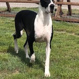 Great Dane All Grown Up from Glacier Danes