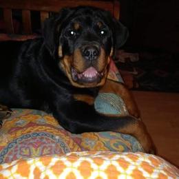 Rottweiler Puppies from Vom Arnold-Hause Rottweilers