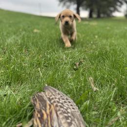 Labrador Retriever Puppies from Ozatonka British Labs