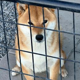 Sunni - Shiba Inu