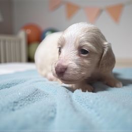 Frost - Cream male Dachshund puppy in Oregon from Bailey’s Dachshunds