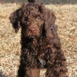 Ziti - Chocolate female Labradoodle puppy in Lanexa, Virginia from Lees Reach Farm
