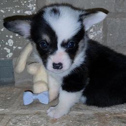 Jake - Black and tan male Pembroke Welsh Corgi puppy in New Hampshire from Muddy Paws Corgis