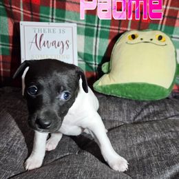 Padme - Black and white female Rat Terrier puppy in Lynn, Alabama from Cryptic Rat Terriers