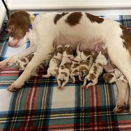 Girl 3 - Brittany puppy from Campbell's Brittanys