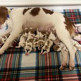 Girl 3 - Brittany puppy from Campbell's Brittanys