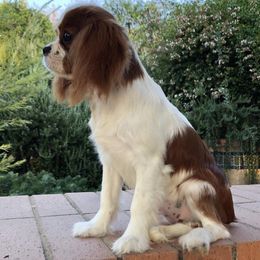 Cavalier King Charles Spaniels from Land of Cavaliers