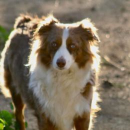 Miniature Australian Shepherds from Fisher Farm