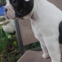 French Bulldogs from Hamilton Frenchies