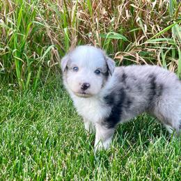 Lenny - Blue merle male Australian Shepherd puppy in Loda, Illinois from Pilcher Farms